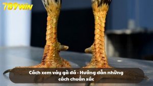 Cách xem vảy gà đá - Hướng dẫn những cách chuẩn xác