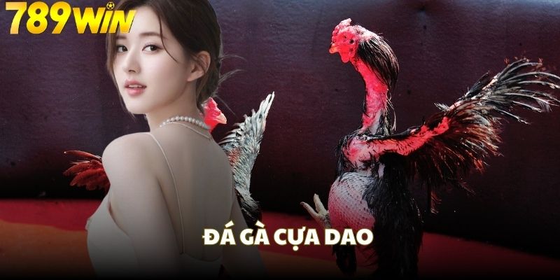 Chọi gà cựa dao là hình thức kịch tính nhất đá gà 789WIN