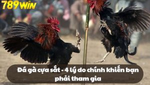 Đá gà cựa sắt - 4 lý do chính khiến bạn phải tham gia